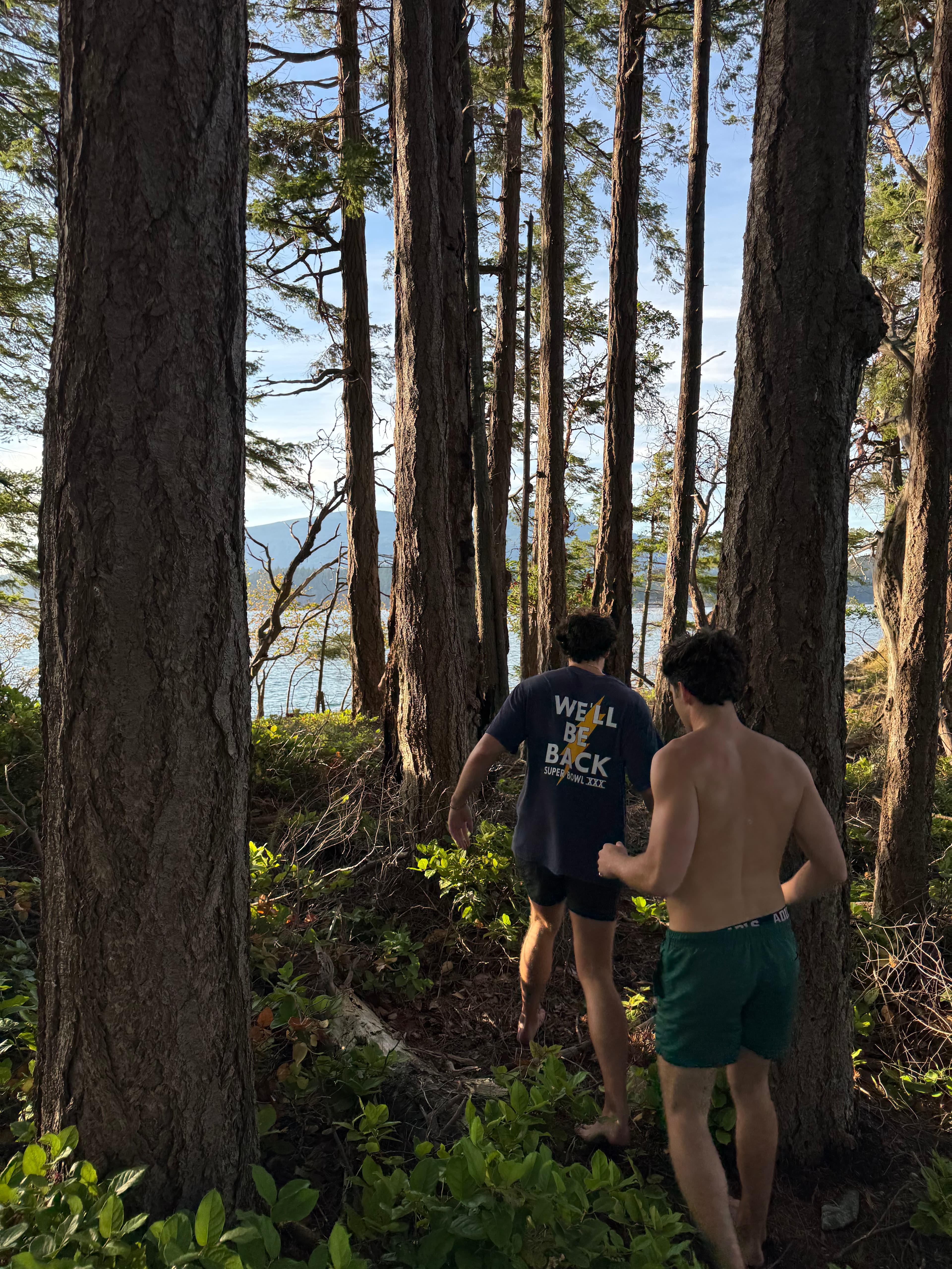 Walking the fir stand down to the water
