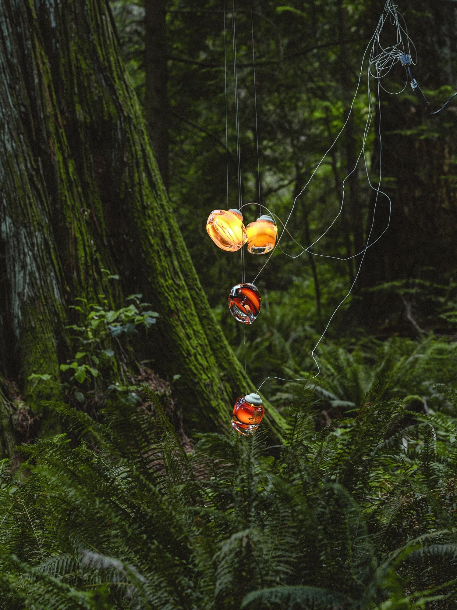 A cluster of amber pendants hanging in the forest
