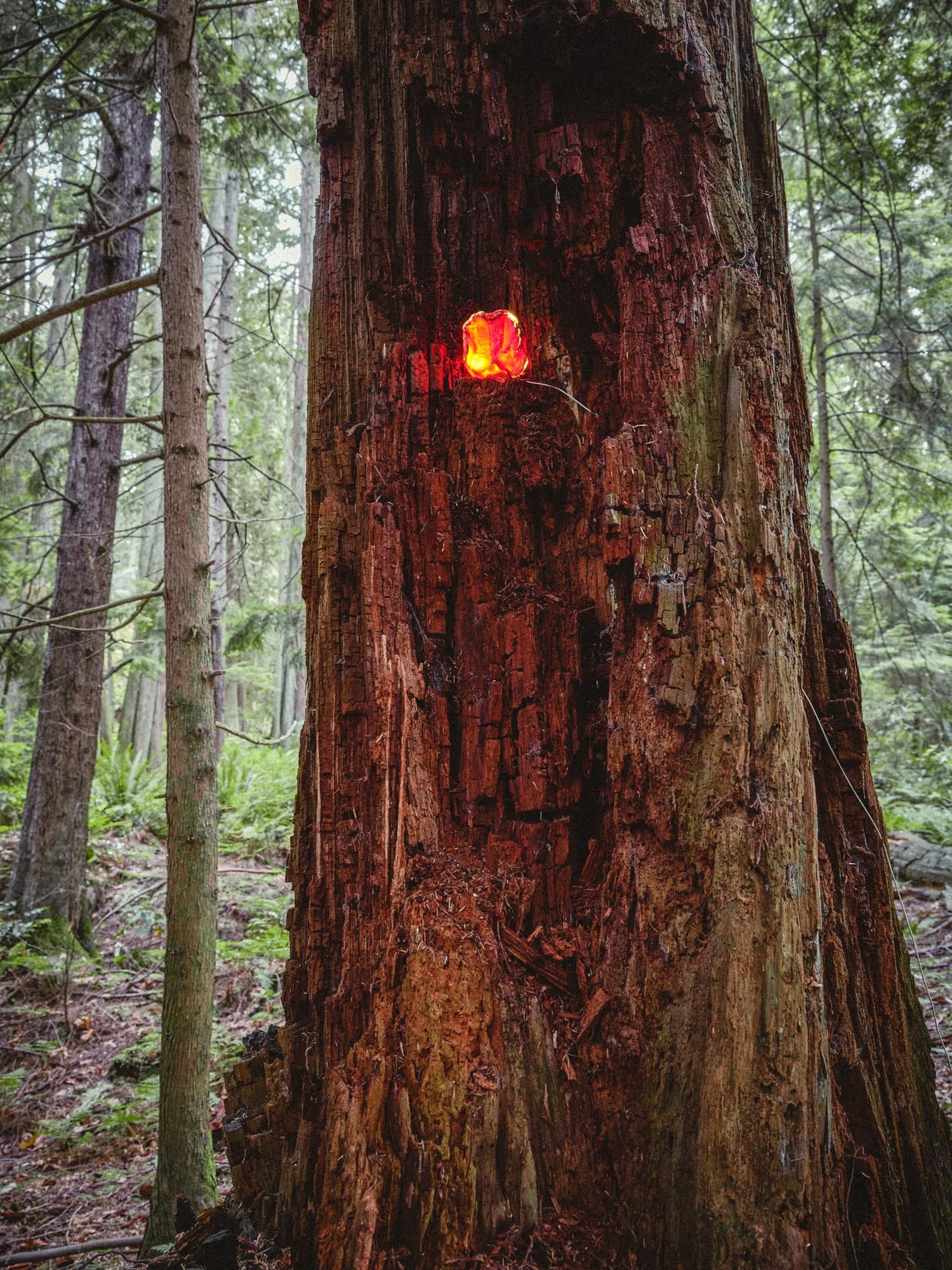 Red glass glowing from a hollow in a standing trunk