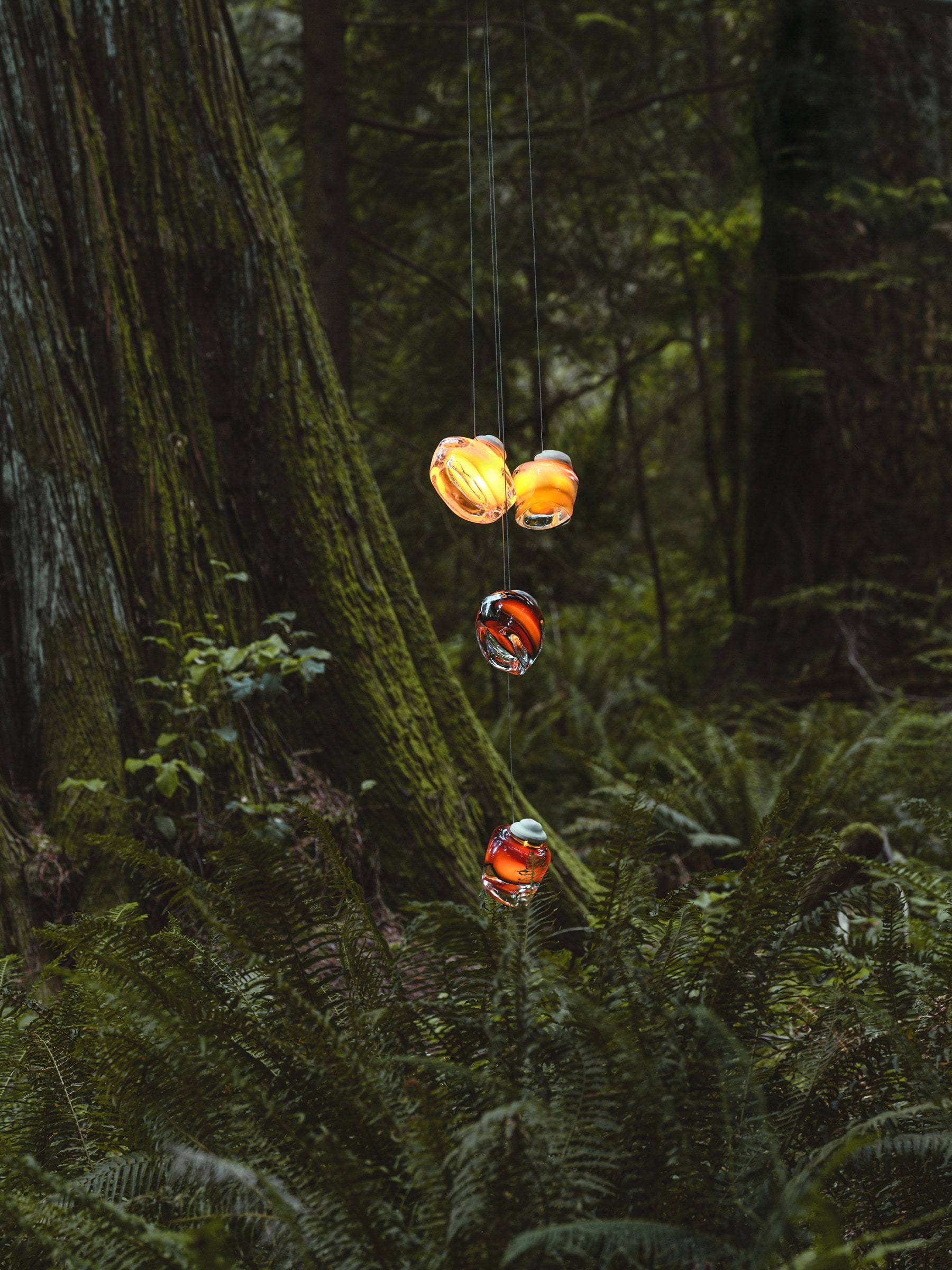 The Barnacle cluster hung and lit in the old-growth forest