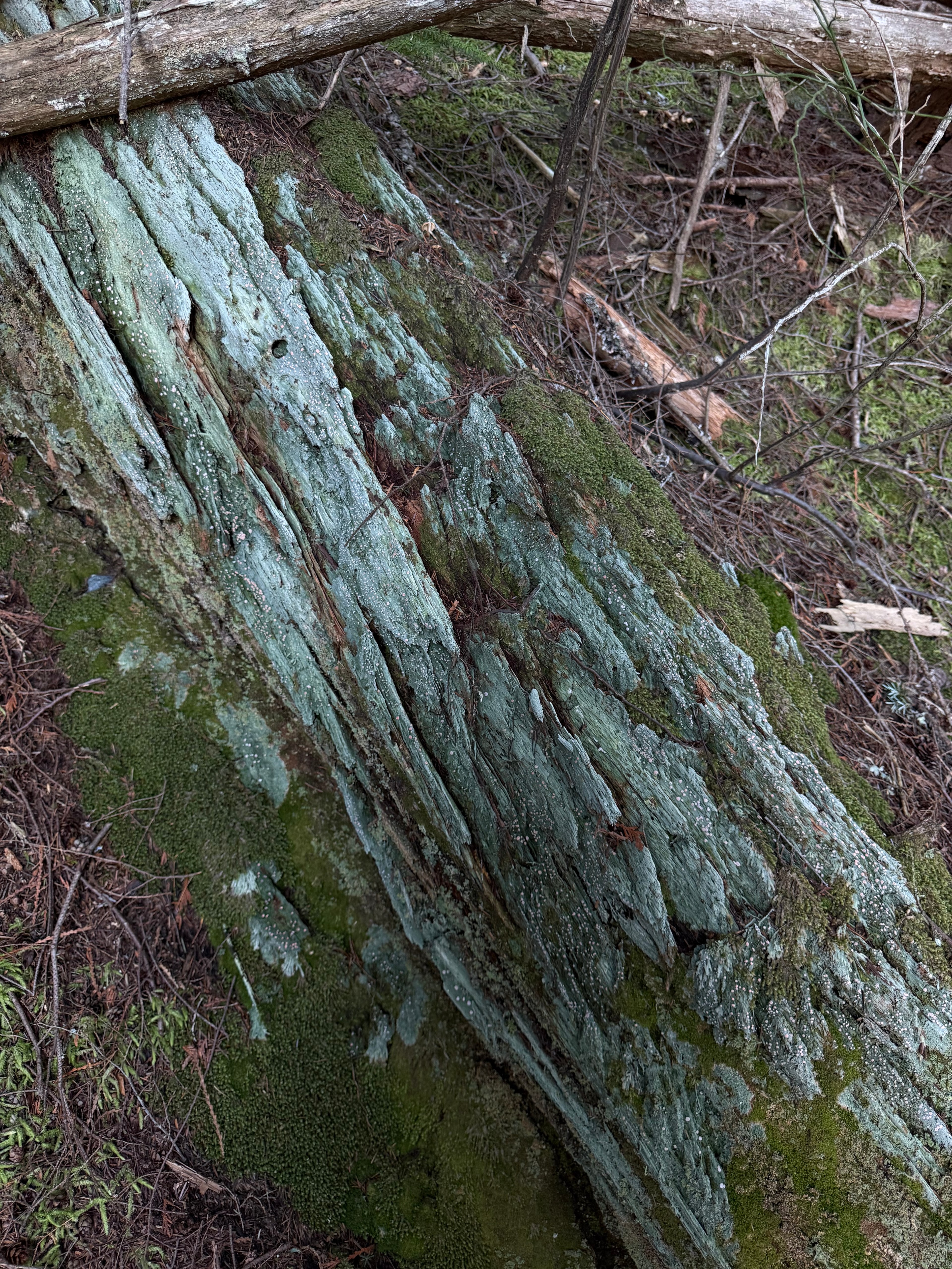 The bark, close