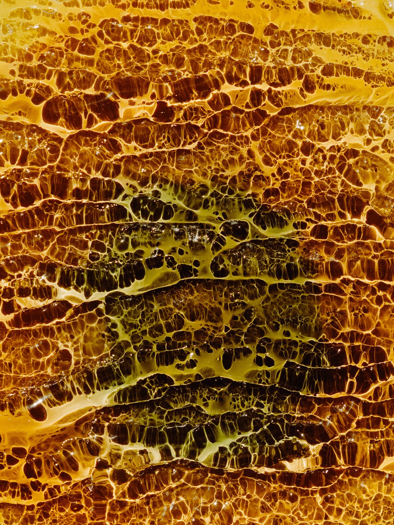 Amber, close, the bark cells in the glass
