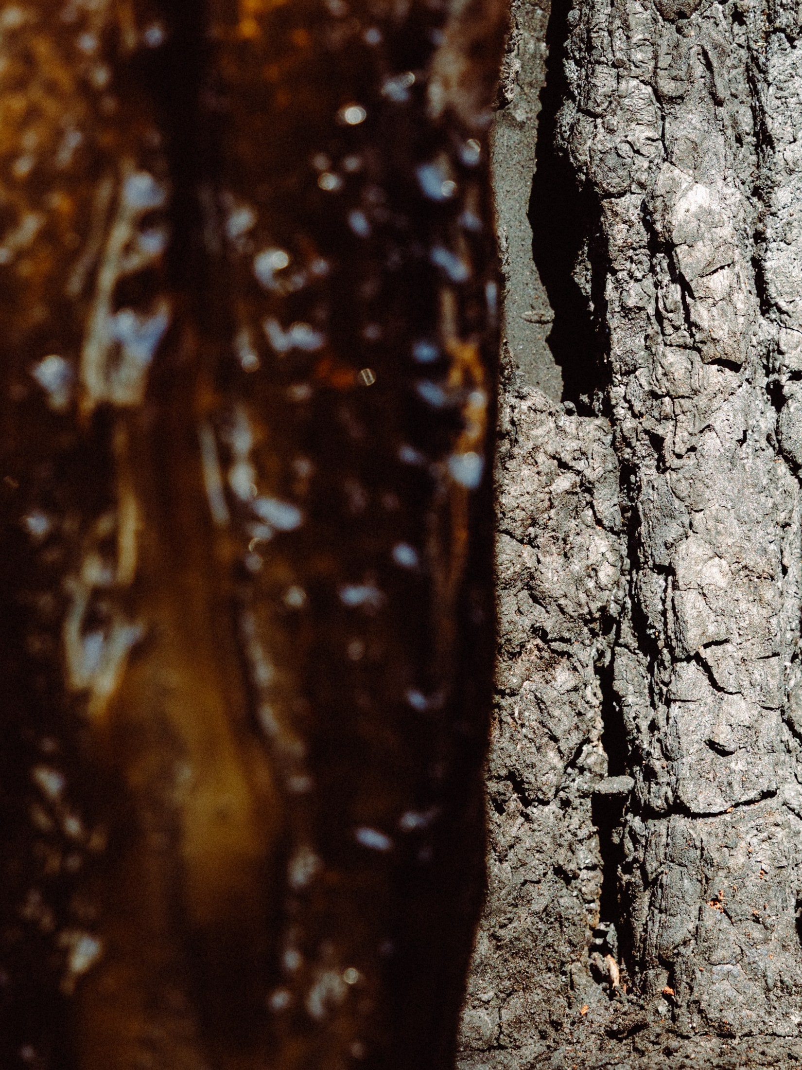Bark and glass, side by side