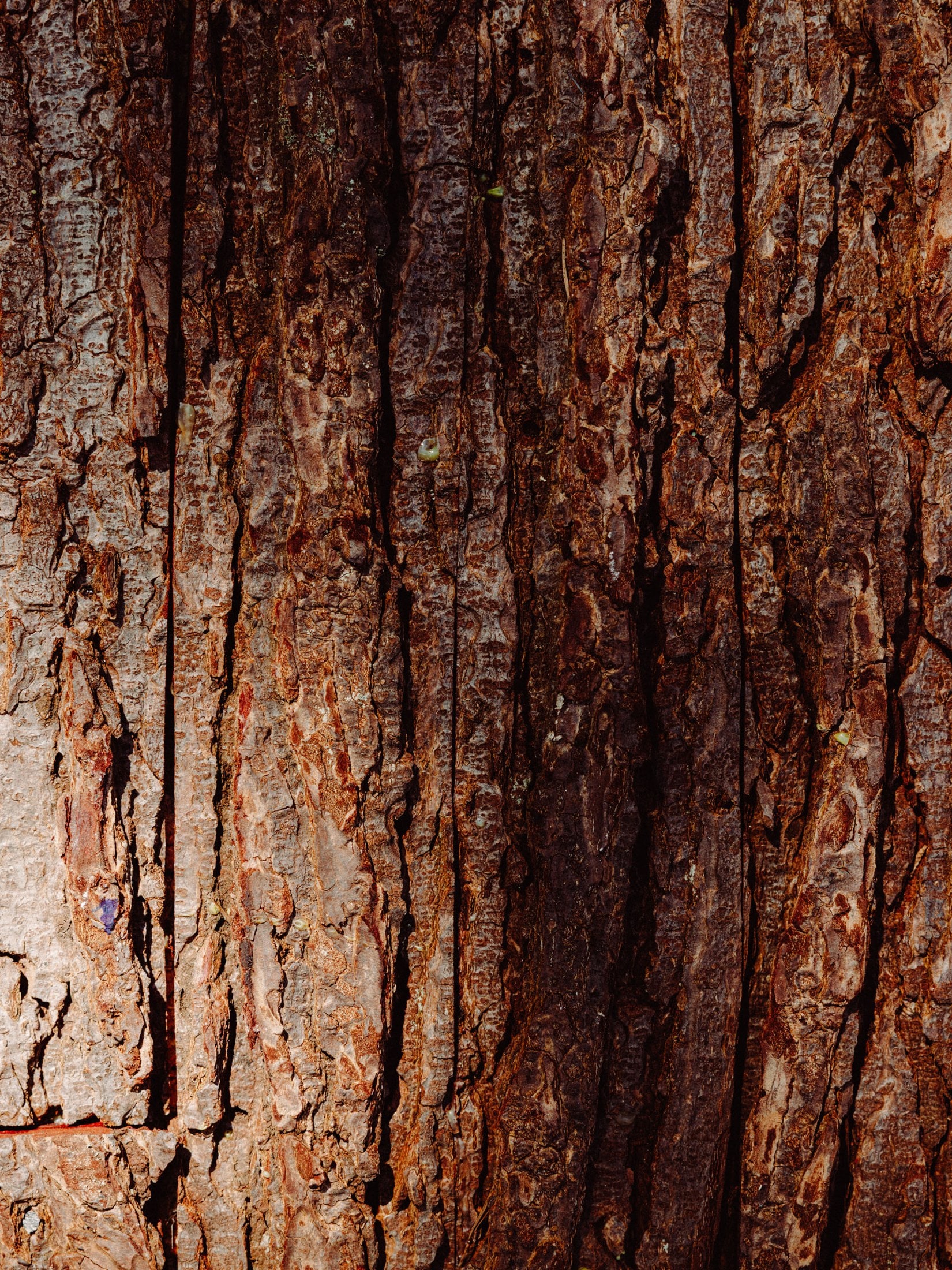 Douglas-fir bark, the mould before the pour