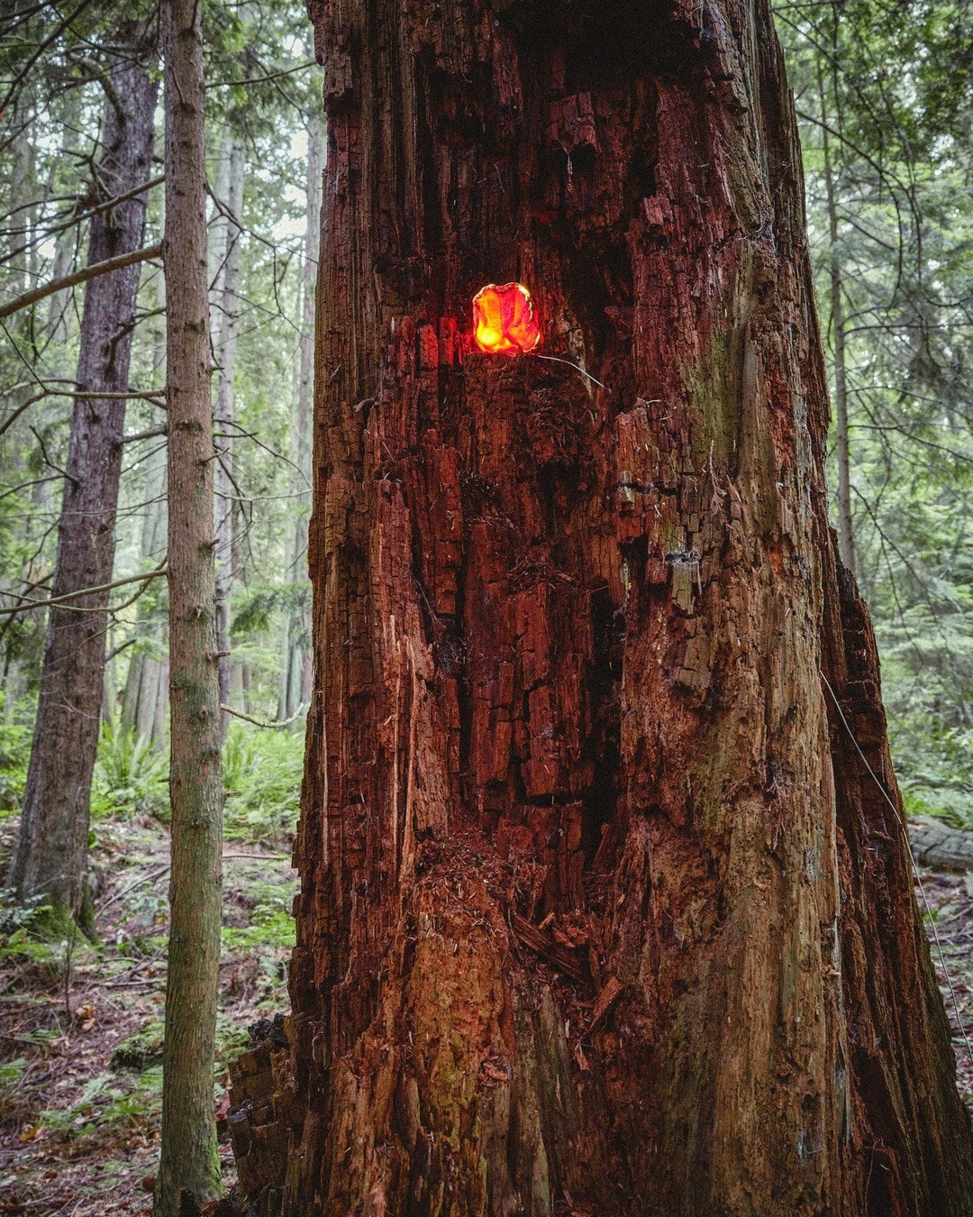 A lit cast set into the trunk that gave the bark