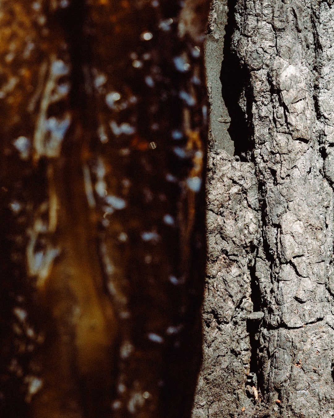 Charred bark after the pour