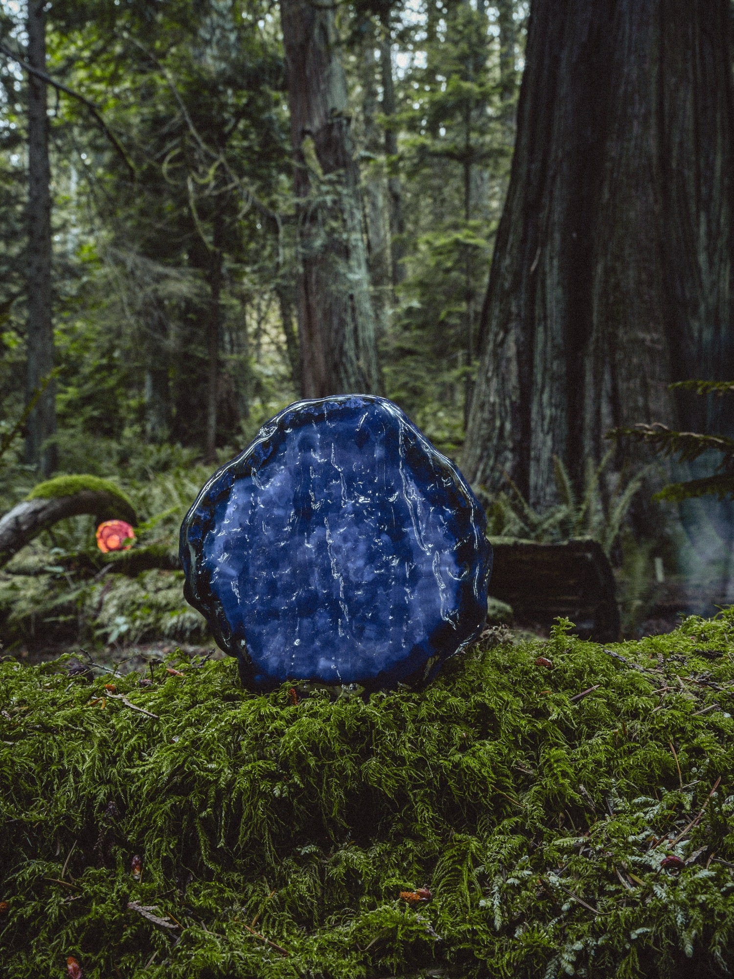 A cobalt blue bark cast, upright against the fir