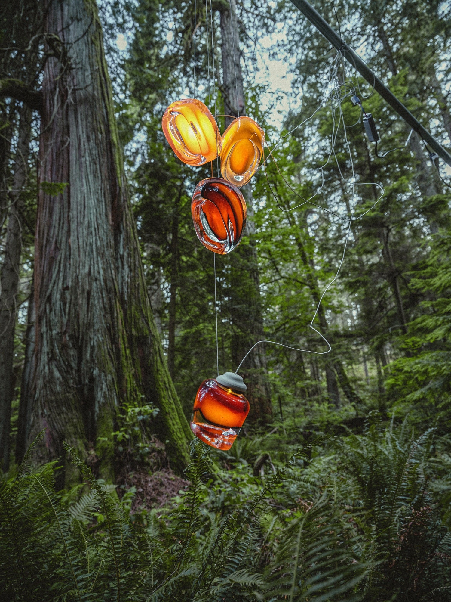 Amber pendants hanging low over the ferns